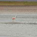 Flamingo - Chile