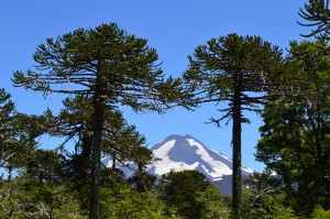 Patagonien - Vulkan Villarica