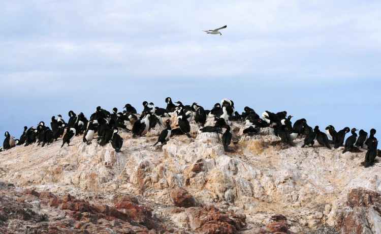 Magellan-Pinguin Patagonien