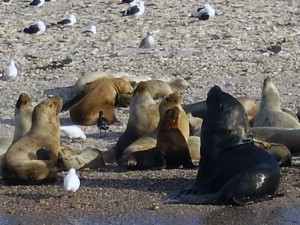 Patagonien Bustamante Seelöwen
