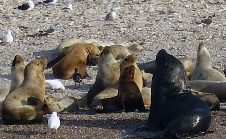 Patagonien Bustamante Seelöwen