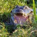 Yacare negro Krokodil - Litoral und Iguazú