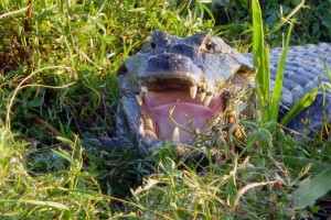 Yacare negro Krokodil - Litoral und Iguazú