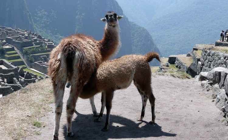 Argentinien Reise: Peru: Macchu Picchu 7