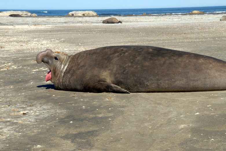 Halbinsel Valdez - Seeelefant