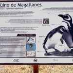 Halbinsel Valdéz: Der kleine ‎Magellan‬‎Pinguin‬ ist an vielen Orten ‪Patagoiniens‬ zuhause