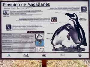 Halbinsel Valdéz: Der kleine ‎Magellan‬‎Pinguin‬ ist an vielen Orten ‪Patagoiniens‬ zuhause
