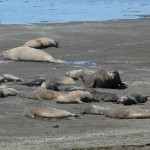Halbinsel Valdéz: See-Elefanten, die größten Robben‬ der Welt