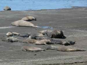 Halbinsel Valdéz: See-Elefanten, die größten Robben‬ der Welt